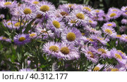 Астра альпийская, или Астра ложная (Aster alpinus) — вид двудольных растений рода Астры. Таксономическое название впервые было опубликовано шведским систематиком Карлом Линнеем в 1753 году. Стоковое видео, видеограф Сергей Елизарьев / Фотобанк Лори