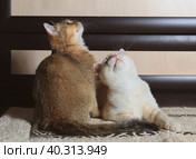 Two home cats British and Scottish breed. Стоковое фото, фотограф Неведицына Елена / Фотобанк Лори