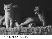 Three british cats on the bed. Стоковое фото, фотограф Неведицына Елена / Фотобанк Лори