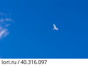 snow-white seagull flies in the clear blue sky. Стоковое фото, фотограф Дмитрий Коростылев / Фотобанк Лори