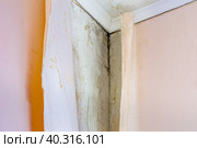 Aspergillus niger, Black mold occurs in damp, unventilated rooms, in corners and under wallpaper. Стоковое фото, фотограф Дмитрий Коростылев / Фотобанк Лори