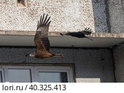 Полёт под присмотром. Стоковое фото, фотограф Бородкин Андрей / Фотобанк Лори