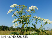 White flowers hogweed. Стоковое фото, фотограф Михаил Пряхин / Фотобанк Лори