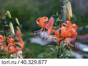 Tiger lilies in garden. Lilium lancifolium blooming in the garden. Стоковое фото, фотограф Оксана Медведева / Фотобанк Лори