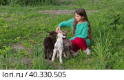 A girl with goats in a spring green garden. A teenage girl feeds three small colorful goats with milk from a bottle. Стоковое видео, видеограф Александр Кротков / Фотобанк Лори