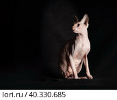 Portrait of pink hairless sphinx purebred cat lying on a dark background. Стоковое фото, фотограф Артем Курутин / Фотобанк Лори