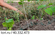 Mulching of beds with dry grass. Girlish hands lay dry grass around the shoots of cucumbers. Vegetable crops in the conditions of organic farming. The vegetable grower works on a sunny summer day. Стоковое видео, видеограф Александр Кротков / Фотобанк Лори