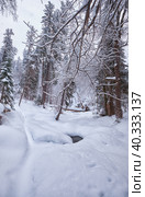 Footpath in winter taiga forest under heavy snow along Tevenek river on the bank of Teletskoe lake. Altai. Стоковое фото, фотограф Сергей Пристяжнюк (Serg Zastavkin) / Фотобанк Лори