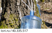 Южный Урал, весенняя тайга: сбор берёзового сока в бутыли. Southern Urals, spring taiga: collecting birch sap in bottles. Стоковое фото, фотограф Евгений Романов / Фотобанк Лори