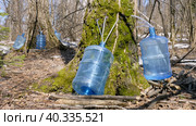 Южный Урал, весенняя тайга: сбор берёзового сока в бутыли. Southern Urals, spring taiga: collecting birch sap in bottles. Стоковое фото, фотограф Евгений Романов / Фотобанк Лори