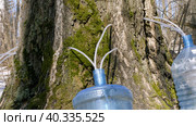 Южный Урал, весенняя тайга: сбор берёзового сока в бутыли. Southern Urals, spring taiga: collecting birch sap in bottles. Стоковое фото, фотограф Евгений Романов / Фотобанк Лори