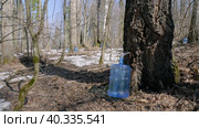 Южный Урал, весенняя тайга: сбор берёзового сока в бутыли. Southern Urals, spring taiga: collecting birch sap in bottles. Стоковое видео, видеограф Евгений Романов / Фотобанк Лори