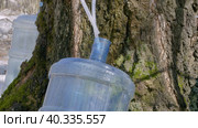Южный Урал, весенняя тайга: сбор берёзового сока в бутыли. Southern Urals, spring taiga: collecting birch sap in bottles. Стоковое видео, видеограф Евгений Романов / Фотобанк Лори