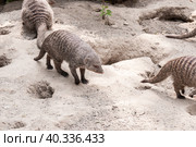 A family of striped mongooses rest near their burrows on the sand in summer. Стоковое фото, фотограф Катерина Белякина / Фотобанк Лори