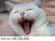 Котенок зевает лежа на руке любимого человека. Стоковое фото, фотограф Pukhov K / Фотобанк Лори