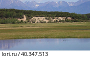 Summer rural landscape with lake with waterfowl wild ducks against backdrop of forest and mountain range of Eastern Sayan Mountains on sunny day. Natural background. Tunka valley, Arshan, Buryatia. Стоковое видео, видеограф Виктория Катьянова / Фотобанк Лори
