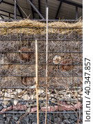 Compost yard with equipment for processing crop residues and shelters for beneficial insects. Стоковое фото, фотограф Iva Noel / Фотобанк Лори