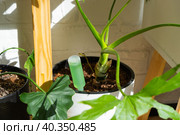 Drip fertilizer for potted plants, stimulator of development, growth acceleration, home plant care. A bottle of liquid is inserted into the soil in a pot. Home crop production. Стоковое фото, фотограф Ольга Симонова / Фотобанк Лори