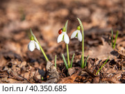 Подснежник складчатый с ползущей по цветку божьей коровкой. Snowdrops Galanthus plicatus with a ladybug sitting on a flower. Стоковое фото, фотограф Алие Абсеттарова / Фотобанк Лори