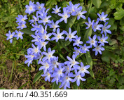 Scilla luciliae is flowering plant in family Asparagaceae, Scilla sect. Chionodoxa,  Bossier's glory-of-the-snow or Lucile's glory-of-the-snow in spring. Стоковое фото, фотограф Алексей Антипов / Фотобанк Лори