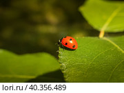 Ladybug (Coccinellidae) on parsley stem and green background. Стоковое фото, фотограф Корнеев Вячеслав / Фотобанк Лори