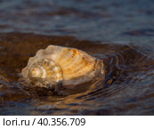 The shell is washed by the waves of the sea. Стоковое фото, фотограф Александр Кротков / Фотобанк Лори
