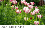 Abstract Floral Spring background. Red and white tulips are swaying in the wind on a sunny spring day in a green garden. Стоковое видео, видеограф Александр Кротков / Фотобанк Лори