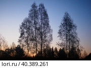 Силуэты берез на фоне предрассветной зари. Стоковое фото, фотограф Сайганов Александр / Фотобанк Лори