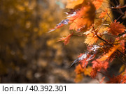 Maple in the autumn forest on a blurry background. Close-up. Autumn wallpaper. Copy space. Стоковое фото, фотограф Алла Чесноковва / Фотобанк Лори