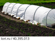 the sprouted onions in the garden bed and the greenhouse covered with a span bond are pressed with bricks. close-up. Стоковое фото, фотограф Антон Вахрушев / Фотобанк Лори