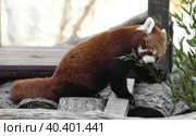 Red panda (Ailurus fulgens) with delicious bamboo. Стоковое фото, фотограф Валерия Попова / Фотобанк Лори