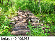 Summer sunny day in the green forest. Стоковое фото, фотограф FotograFF / Фотобанк Лори