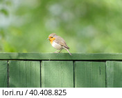 Малиновка или зарянка. Стоковое фото, фотограф Natalia Sidorova / Фотобанк Лори