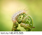 light hairy caterpillar on young shoots of bracken fern, selective focus. Стоковое фото, фотограф Дмитрий Коростылев / Фотобанк Лори