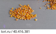 Stop motion The gardener is sorting through the seeds of corn (maize). Golden grains of maize (corn) are collected in a pile. Стоковое видео, видеограф Александр Кротков / Фотобанк Лори