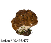 Ранневесенний гриб строчок гигантский (Gyromitra gigas) на белом фоне изолирован. Стоковое фото, фотограф Наталья Волкова / Фотобанк Лори