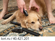 A dog, a Golden Retriever, is gnawing on TV remotes and phones.The dog is a rodent. Стоковое фото, фотограф Александр Поташев / Фотобанк Лори