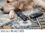 The dog is lying with gnawed TV remotes and a gnawed phone. Стоковое фото, фотограф Александр Поташев / Фотобанк Лори