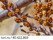Облепиха (лат. Hippóphaë) — род растений семейства Лоховые (Elaeagnaceae). Набухшие почки на кустарнике. Новосибирская область, Западная Сибирь России. Стоковое фото, фотограф Евгений Мухортов / Фотобанк Лори