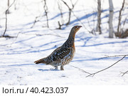 Tetrao urogallus. Самка глухаря обыкновенного весной на снегу, Ямало-Ненецкий автономный округ. Стоковое фото, фотограф Григорий Писоцкий / Фотобанк Лори