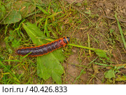 The big red catterpillar of butterfly Cossus Cossus crawling on the green grass at the end of summer. Стоковое фото, фотограф Ирина Старикова / Фотобанк Лори