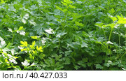 The sun's rays play on the parsley leaves in the wind. A green bed with natural parsley in an eco-garden in windy weather with sunny highlights. Стоковое видео, видеограф Александр Кротков / Фотобанк Лори