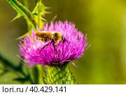 bee on flower, pollination of weeds, collecting nectar. Стоковое фото, фотограф Дмитрий Коростылев / Фотобанк Лори