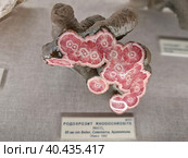 Родохрозит. Минералогический Музей им. А.Е. Ферсмана. Москва, Ленинский проспект, 18, корп. 2 (2023 год). Редакционное фото, фотограф Илюхина Наталья / Фотобанк Лори