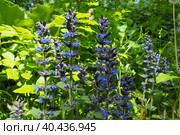 Sage, or Salvia is a large genus of perennial herbaceous plants and shrubs of the Lamiaceae family. Common sage Salvia pratensis. Purple flowers on tall spikes. Fruska Gora National Park, Serbia, Srem. Стоковое фото, фотограф Юлия Петровская / Фотобанк Лори