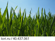 Green wheat sprouts on field against blue sky sunshine. Concept of life, growing sprouts. Wheat cultivation, agribusiness. Green grass on field. Seedlings of young shoots. Serbia, Fruska Gora, Srem. Стоковое фото, фотограф Юлия Петровская / Фотобанк Лори