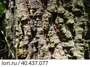 Oak bark macro, tree trunk close-up, texture. Стоковое фото, фотограф Юлия Петровская / Фотобанк Лори