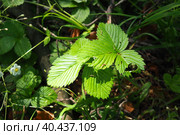 Strawberry Fragaria is genus of perennial herbaceous plants in the rose family Rosaceae. The leaves are trifoliate, of complex shape, on long stems reaching a height of 10 cm, creeping rooting shoots. Стоковое фото, фотограф Юлия Петровская / Фотобанк Лори