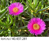 Carpobrotus, known as pigface, ice plant, sour fig, Hottentot fig, is a ground-creeping plant with succulent leaves. Стоковое фото, фотограф Irina Opachevsky / Фотобанк Лори