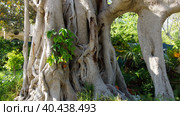 Ботанический сад Арготти во Флориане. Валлетта. Мальта. (Argotti Botanic Gardens in Floriana. Valletta. Malta.) (2018 год). Стоковое фото, фотограф Igor Bakirov / Фотобанк Лори